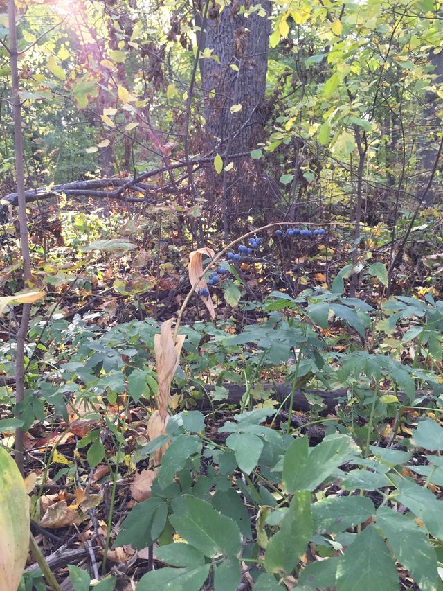 Solomon’s seal 