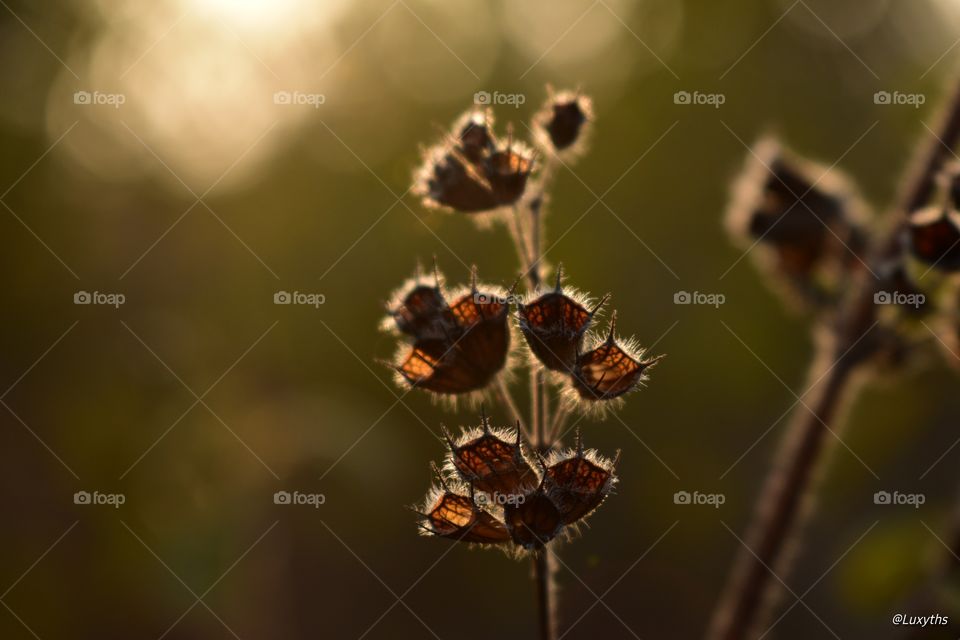 dry plant and flowers