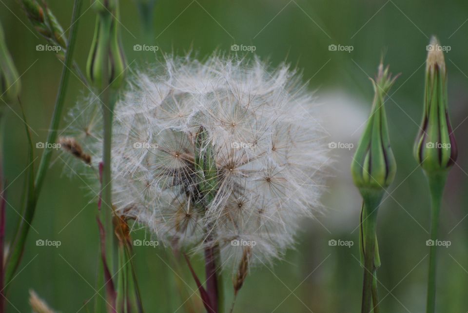 Blown flower . Blown flower