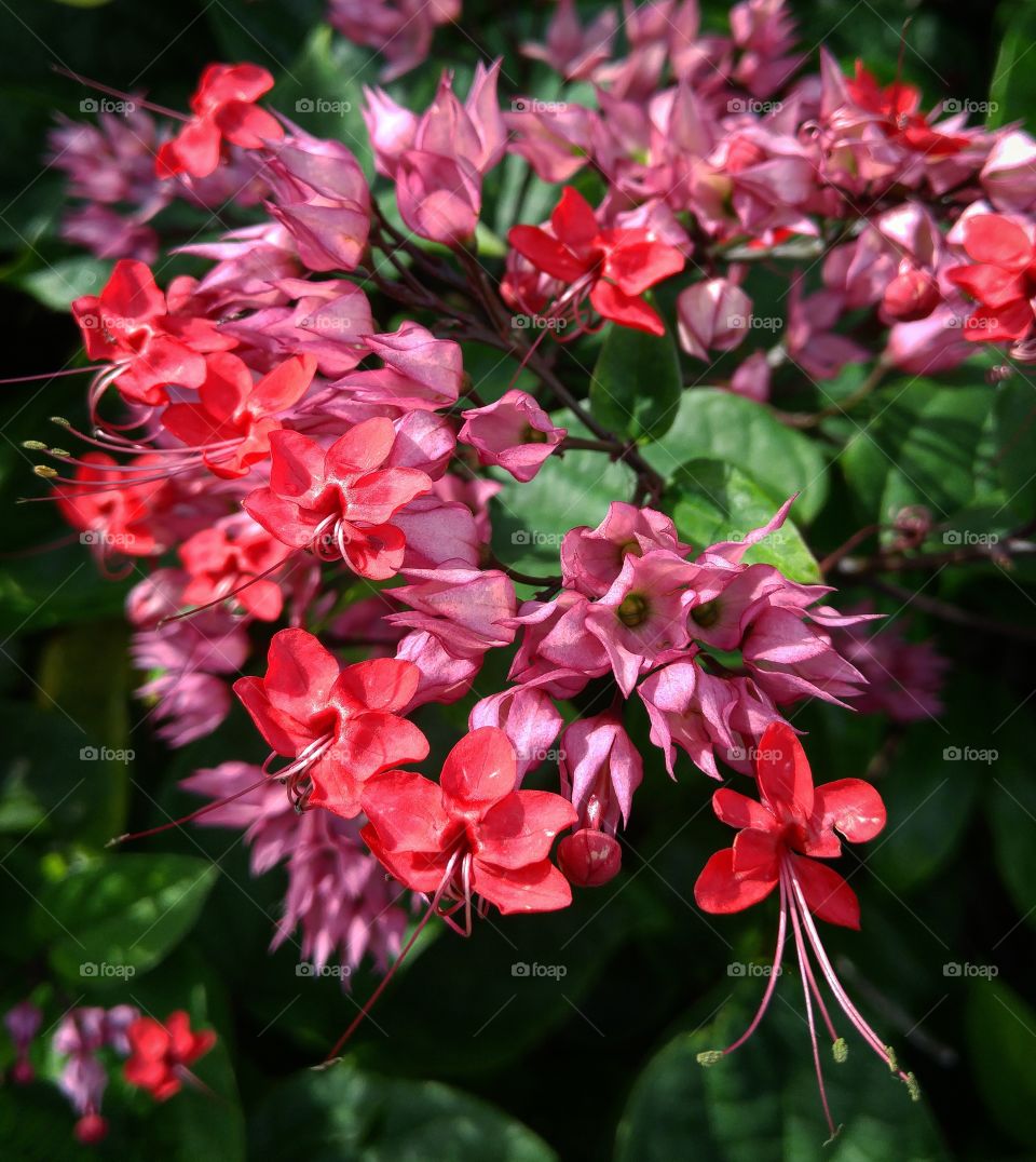 Close-up of pink and purple flowers