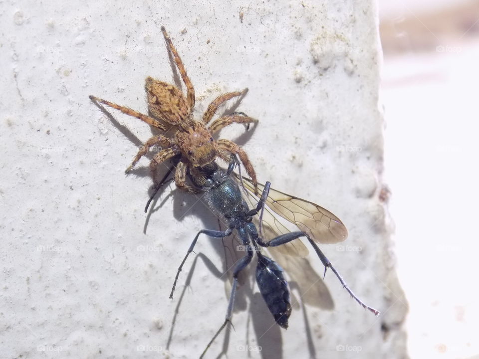 In-between life and death. Spider killing bug