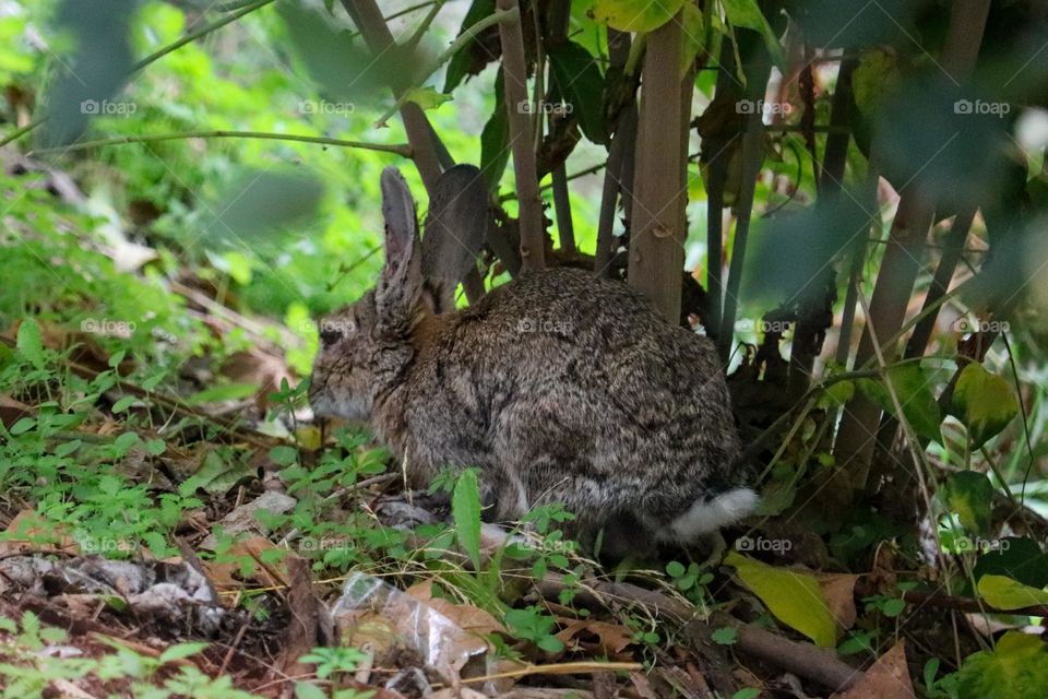 A wild rabbit in a wooded part of the city of Madrid