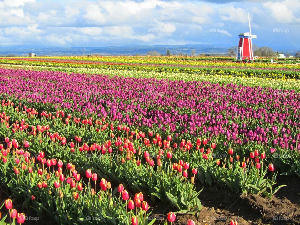 Tulip farm