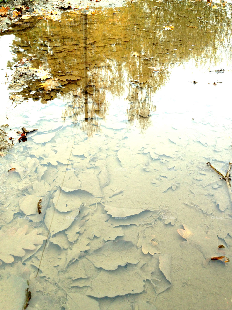 fall reflection höst vattenpöl by Vompi