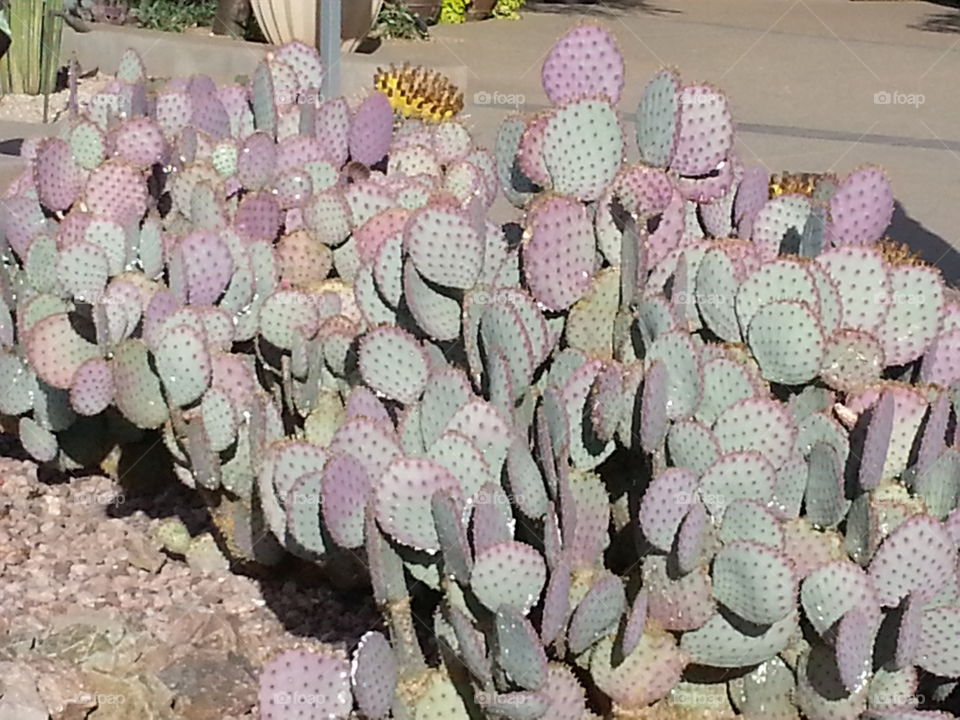 Prickly Pear