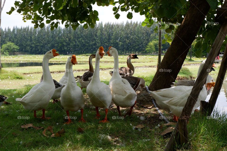 lion head goose walking with friends on the lawn by the water.