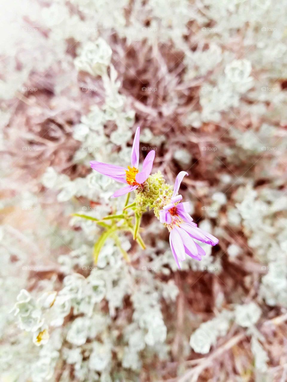 Desert Flowers in Bloom