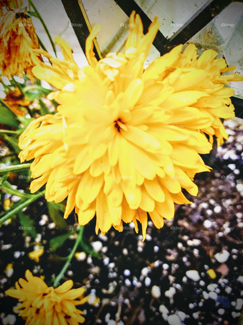 Pretty yellow flower in the fall.