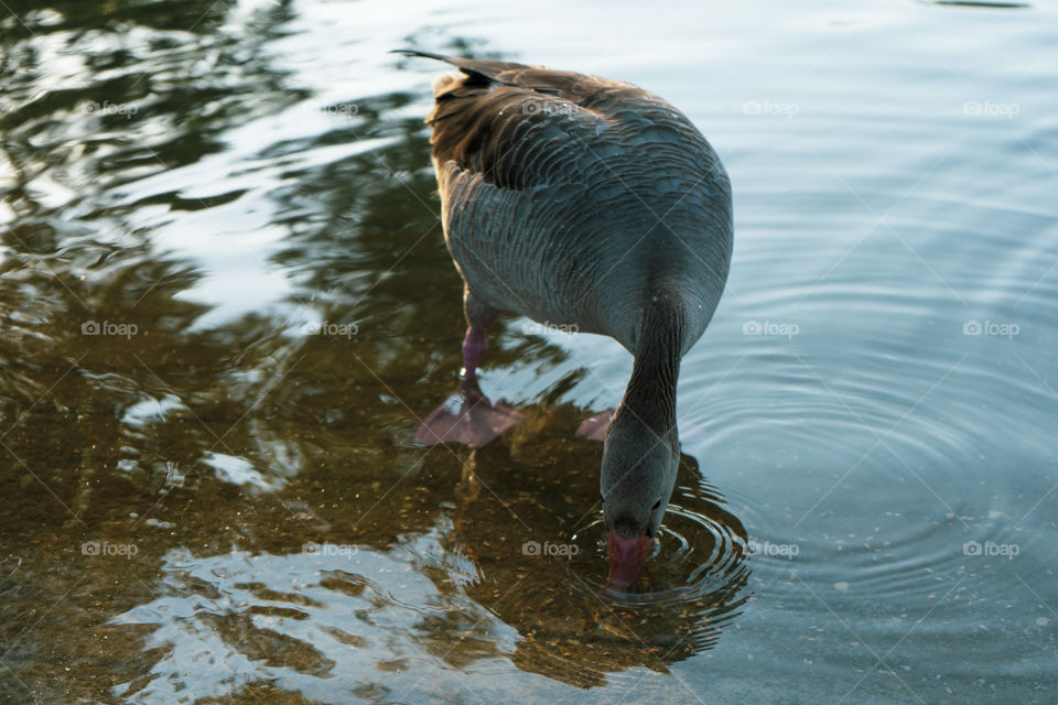Duck in a pond. The duck is soaking with its head resting on the water. Green, brown, yellow and white duck.

Whole brown duck swims in the pond.
It has wet feathers.