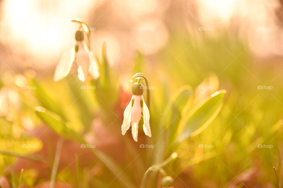 Selective focus of snowdrop flower