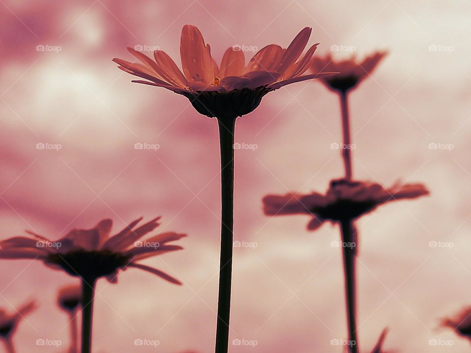 daisies bottom view.