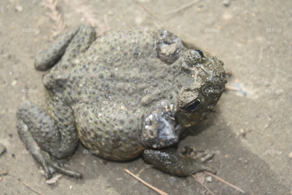 Big muddy frog