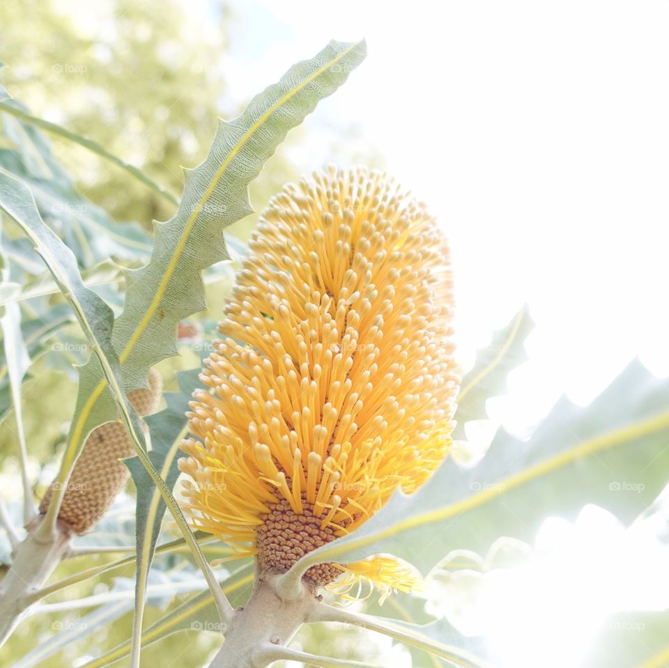 Unique yellow wildflower called Ashby’s banksia in Western Austra