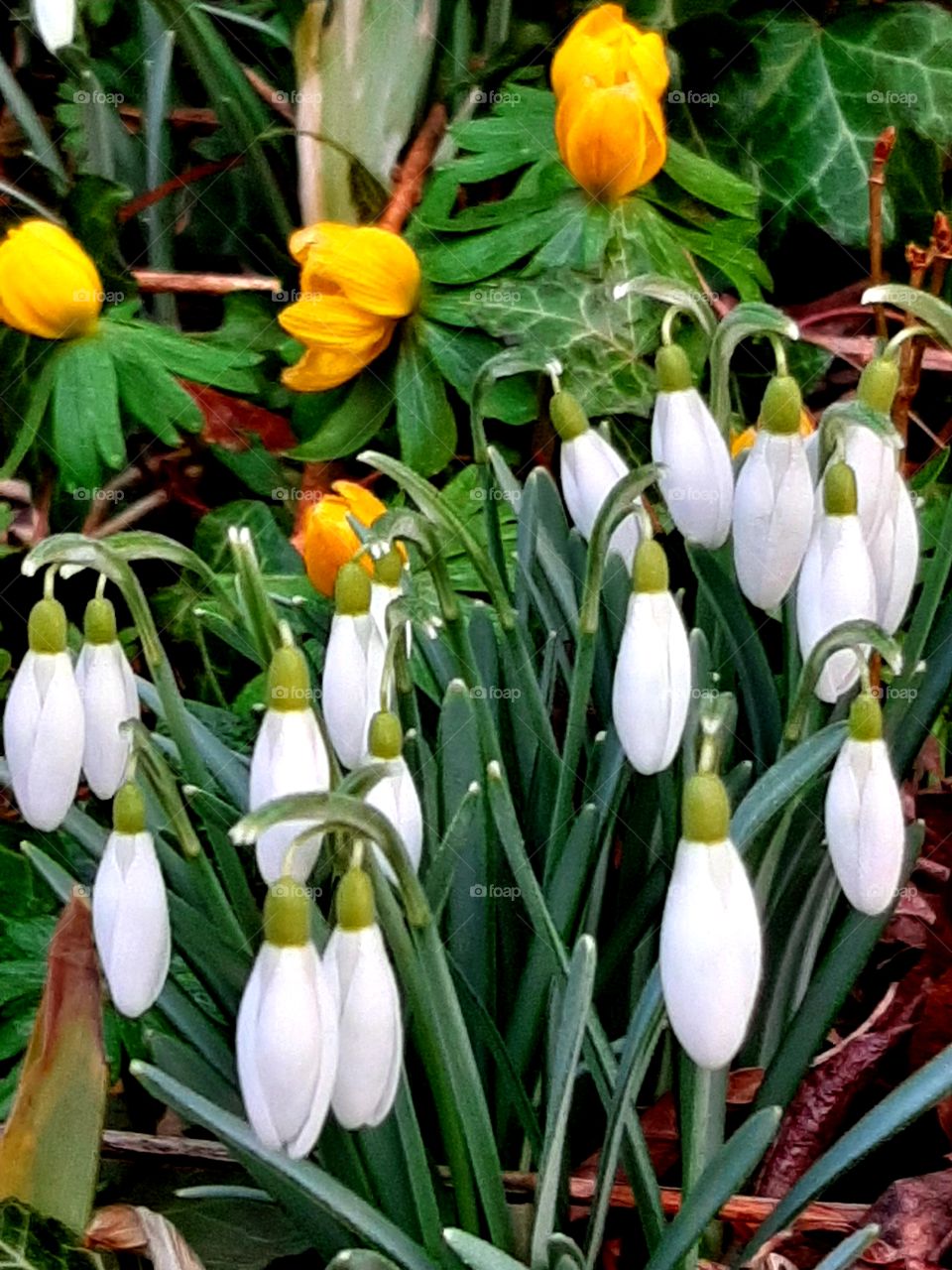 Frühlingserwachen, Schneeglöckchen und Winterlinge, weiß, gelb, grün