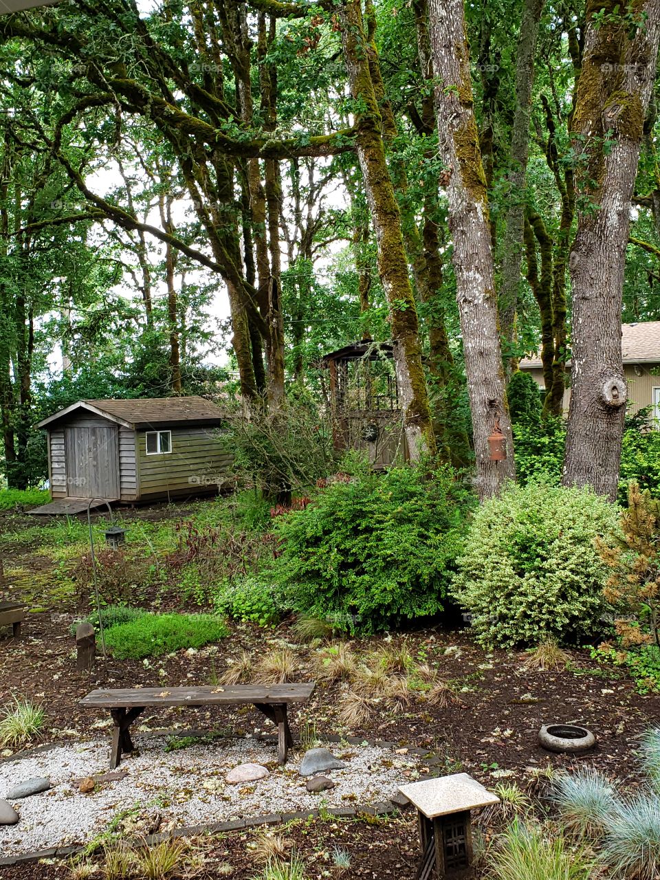 outside trees backyard