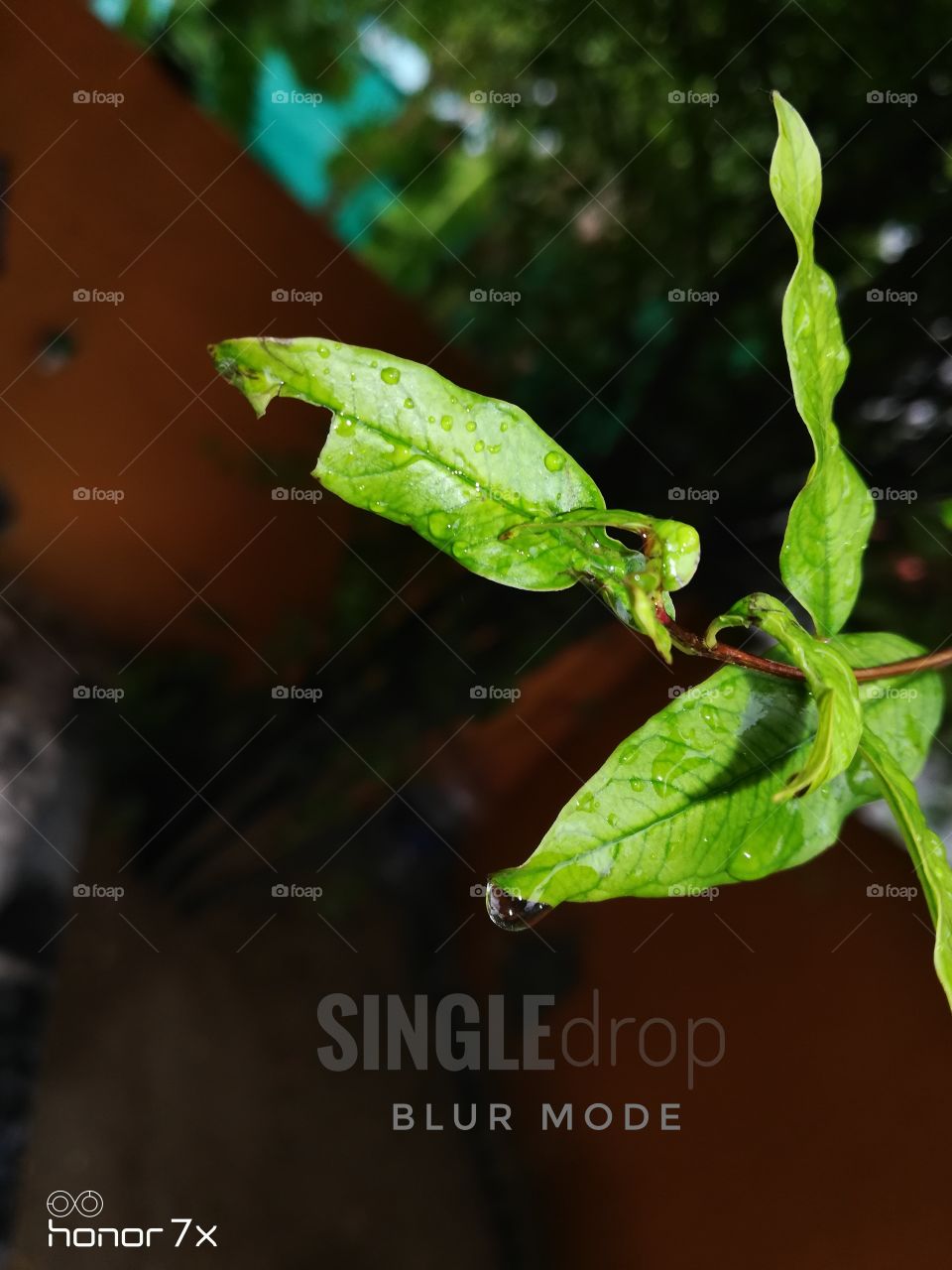 very beautiful dropping