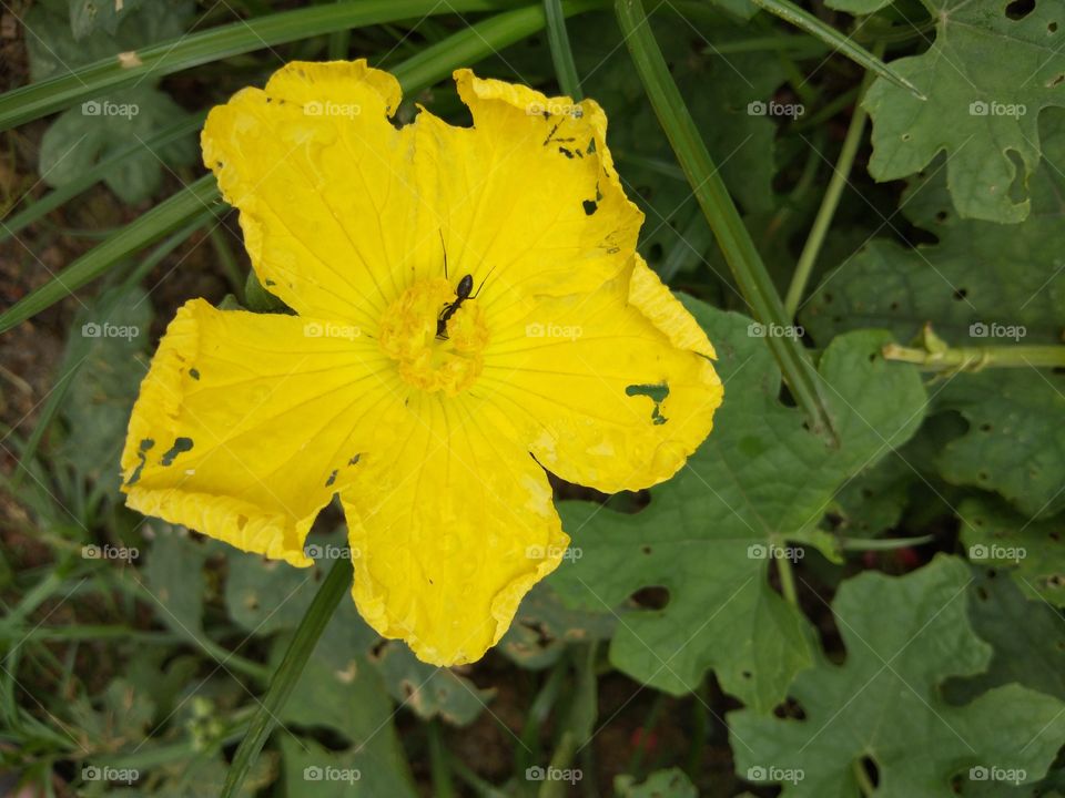 Nature, Flora, Summer, Flower, Garden