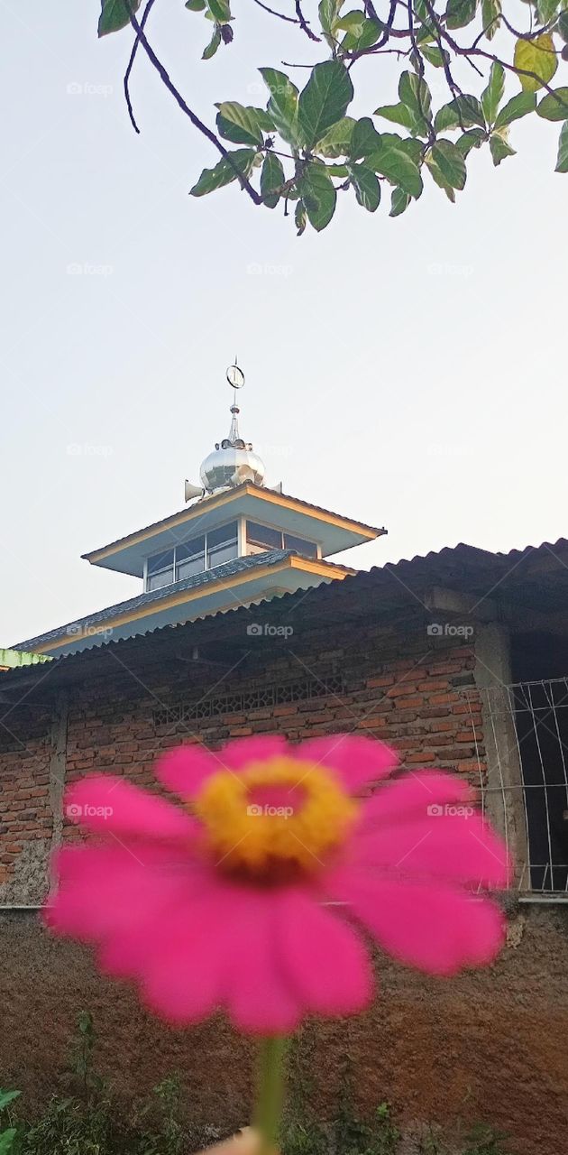 The Mosque and The Pink Flower
