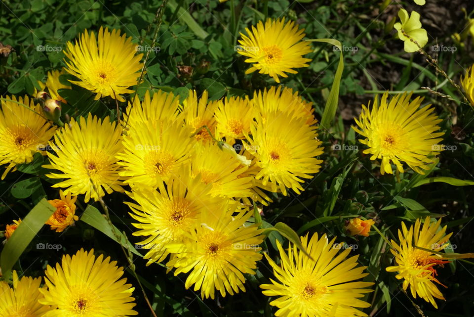 Inula Montana L.
Spring 
California flowers