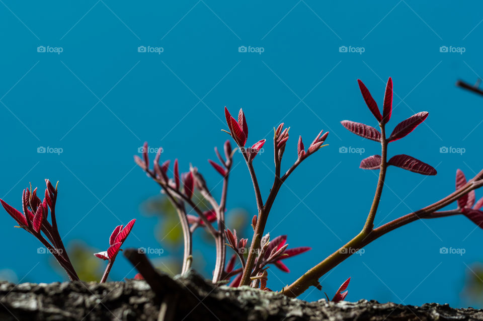 New life. Spring shoots on dry tree.