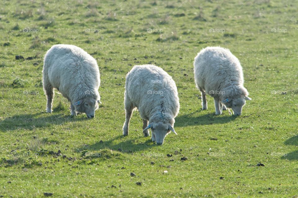 Three sheep in a field