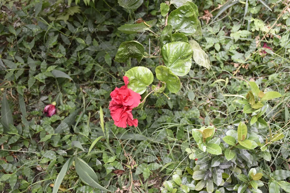 flower