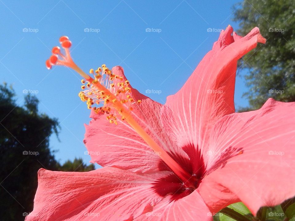 Hibiscus 