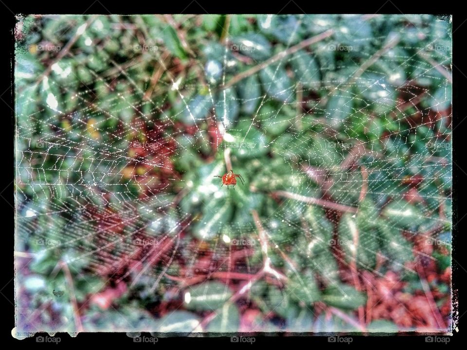 Spider on Web. this spider's web is made visible by a dusting of Spring pollen