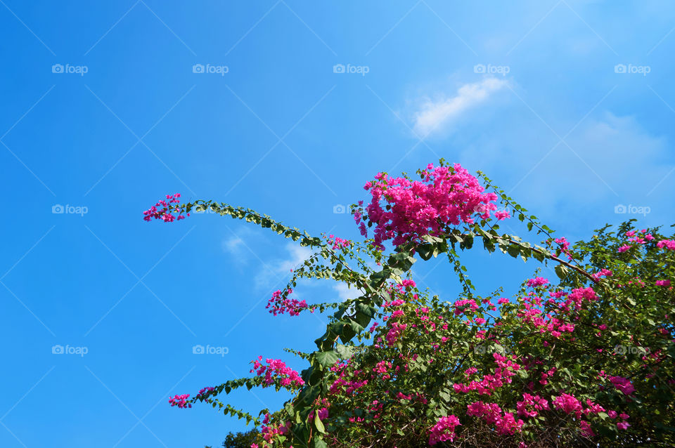 Bougainvillea flowers blooming with sky and blue sky background 