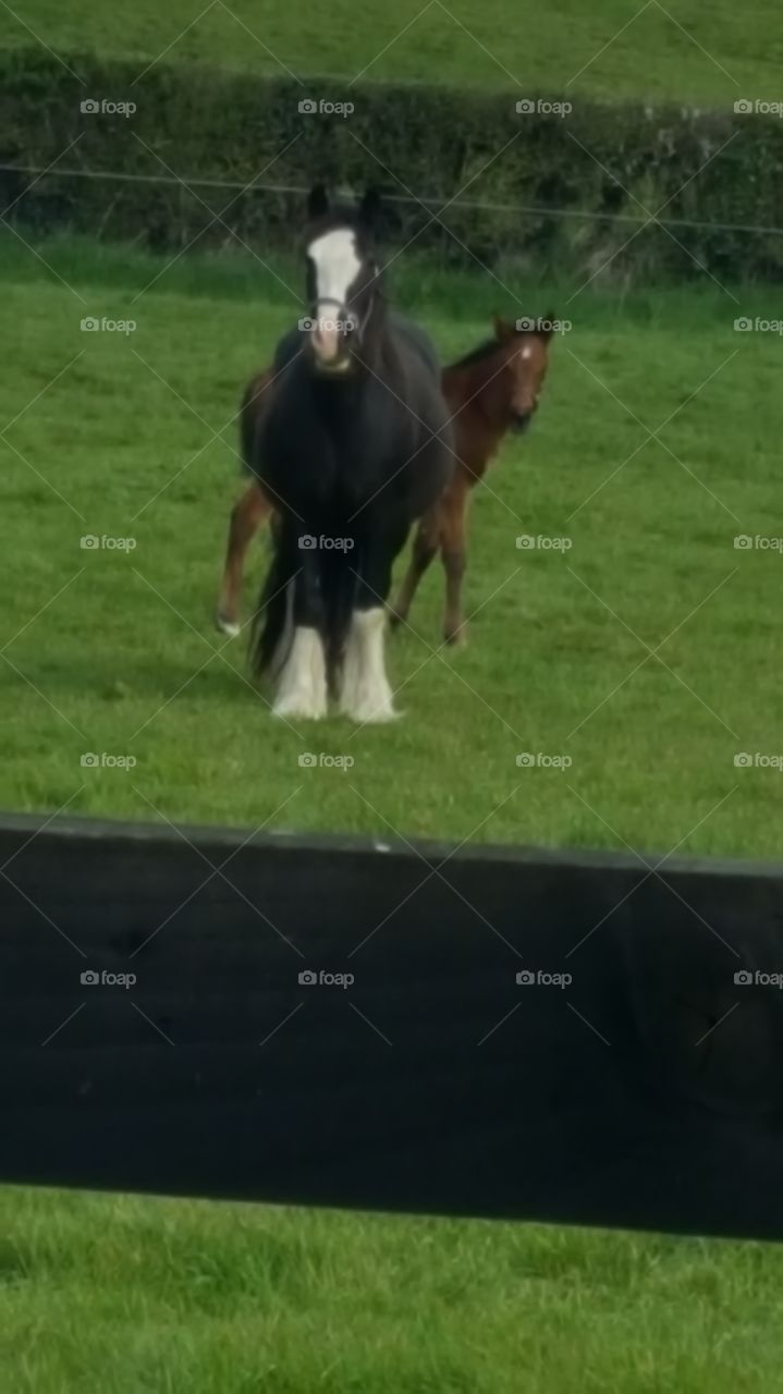 horses on the gras