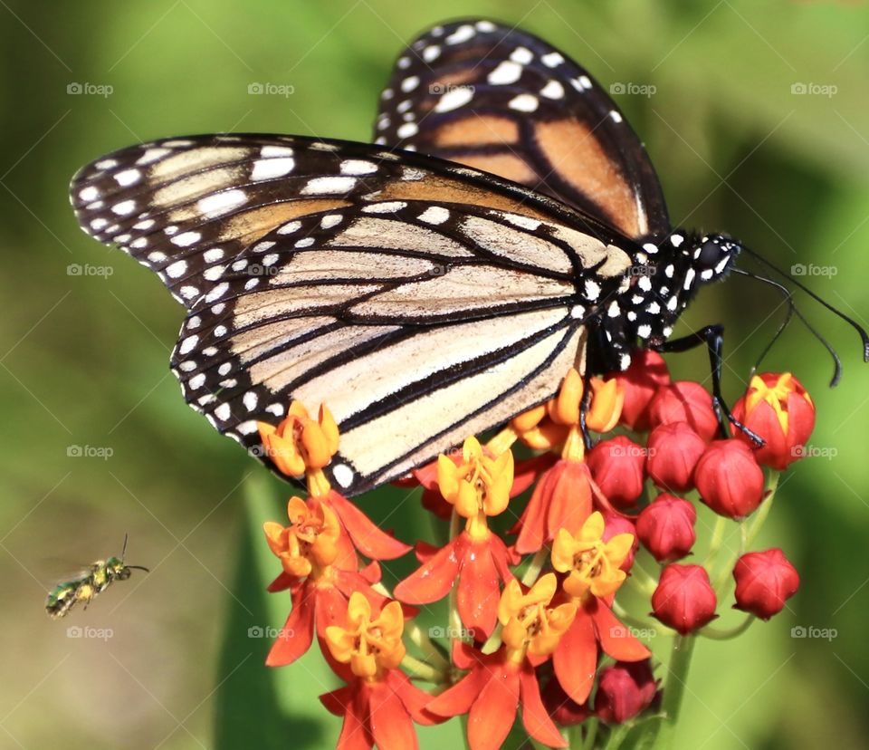 Monarch butterfly with a fluorescent green bee hovering behind it as it enjoys some nectar 