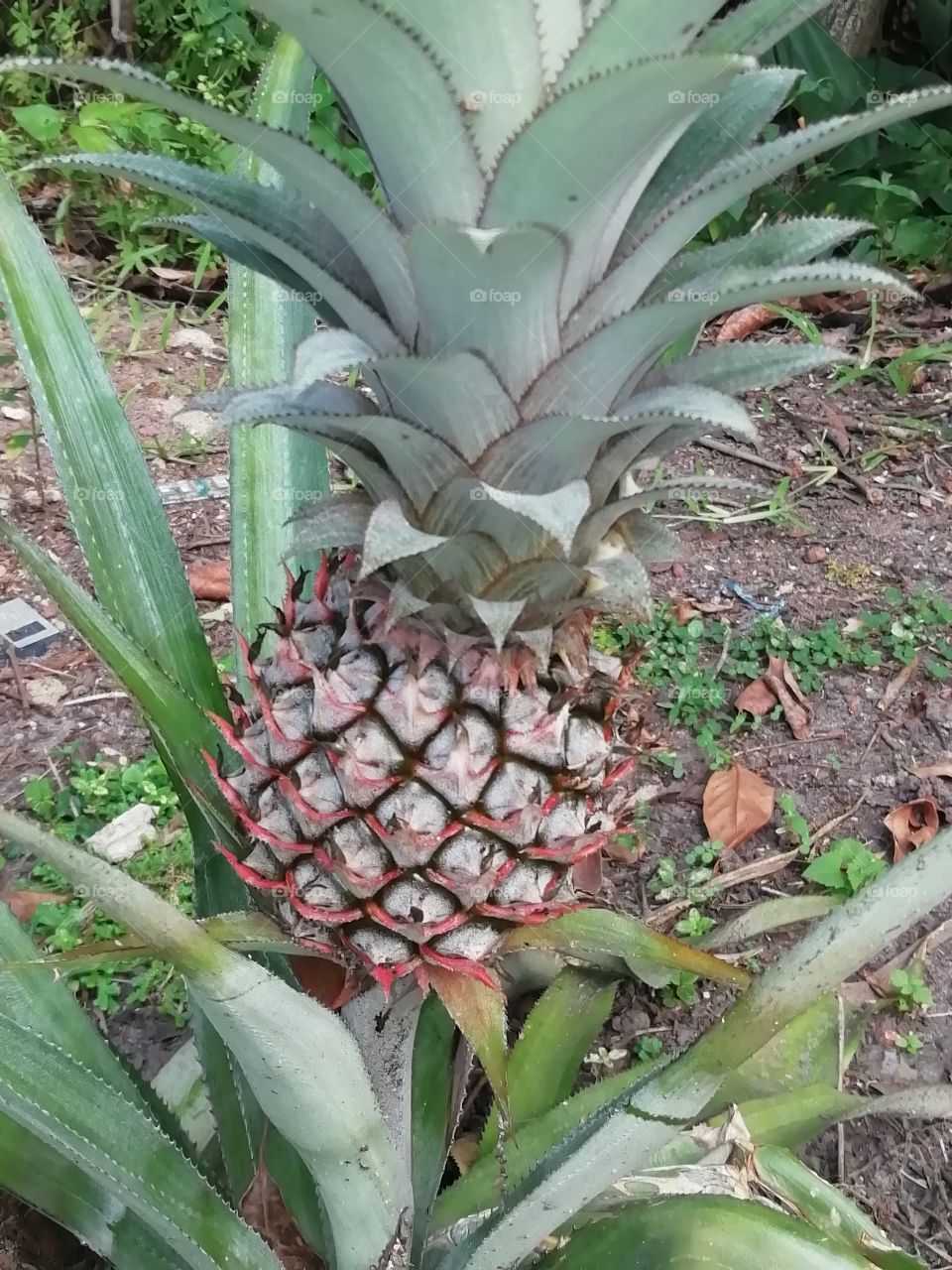 Pineapple