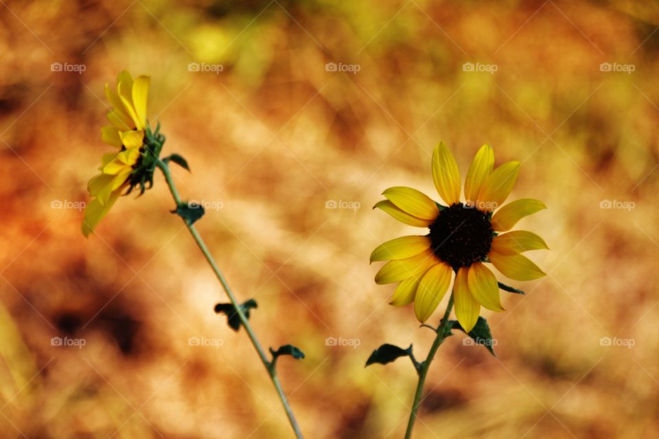 Fall weeds and Leaves with yellow and gold tones. 