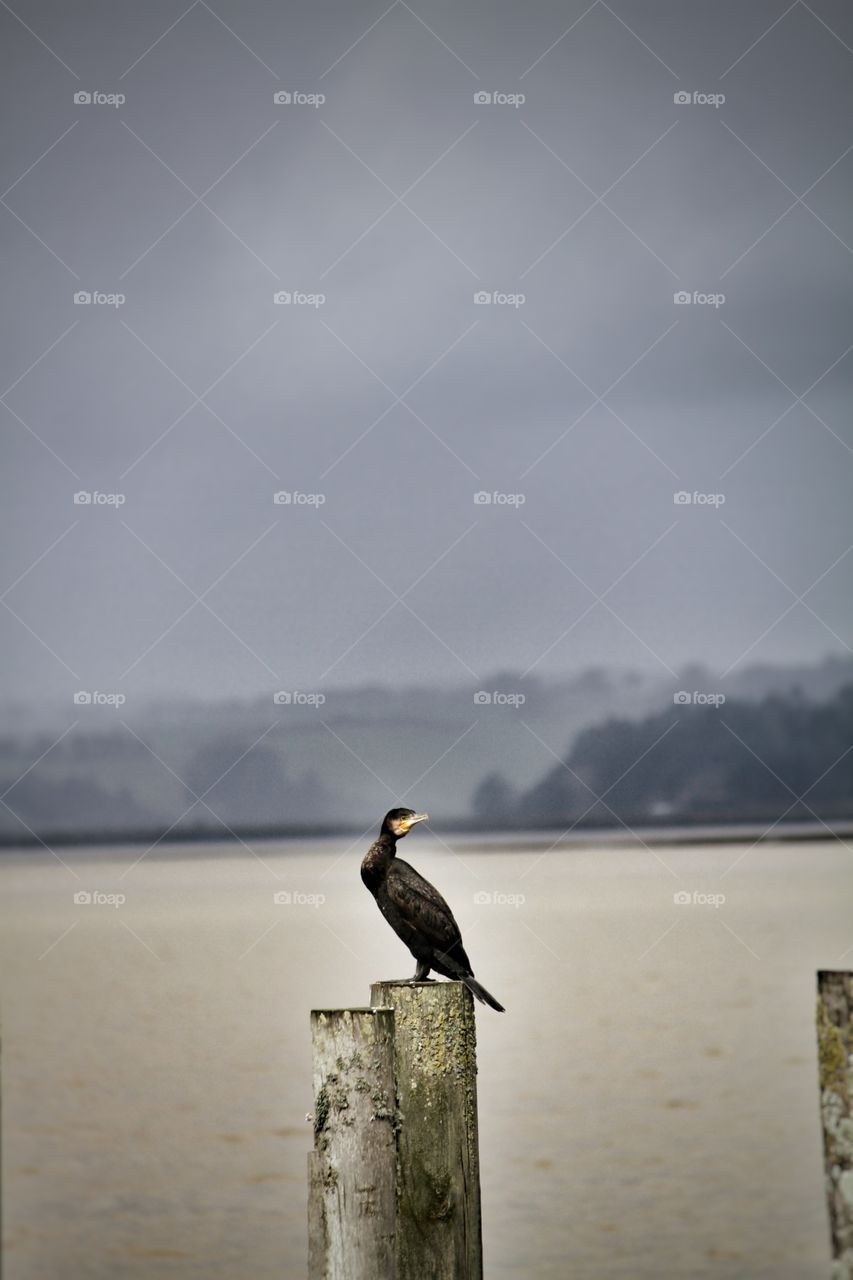 Shag at the Wharf