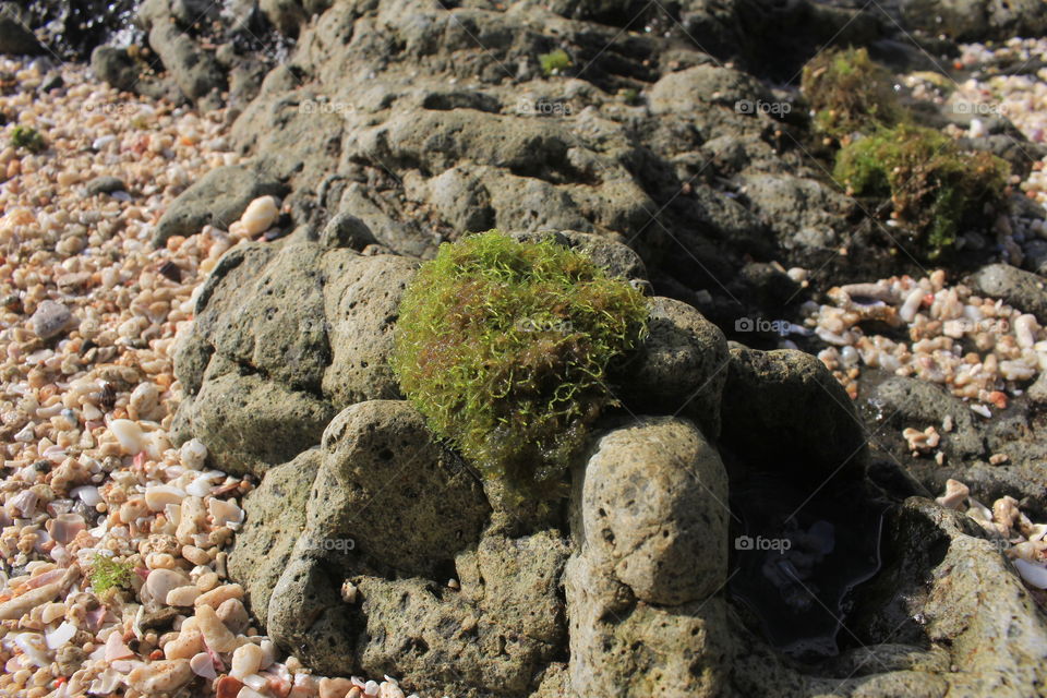Moss on the rocks