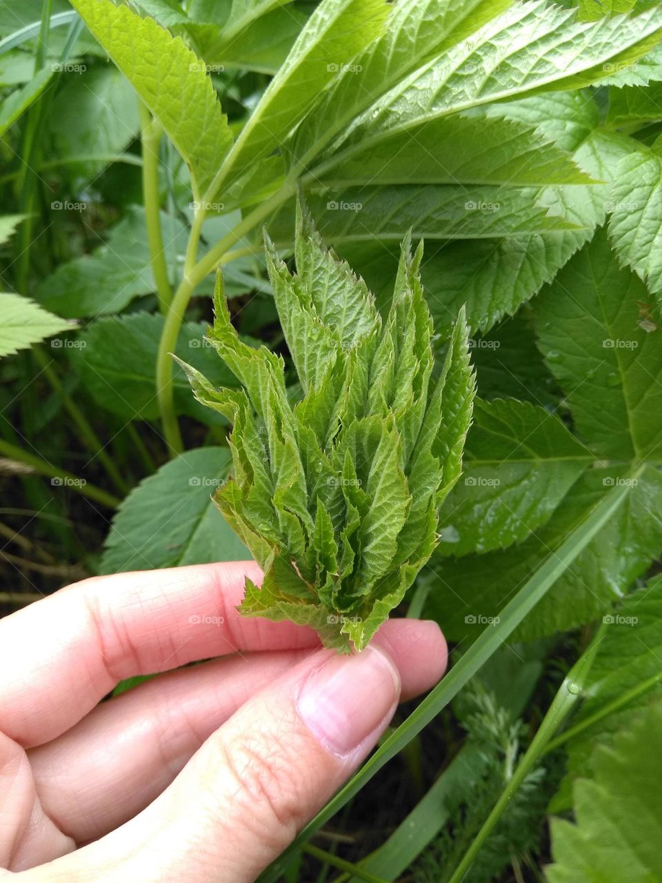 green leaf in hand spring nature