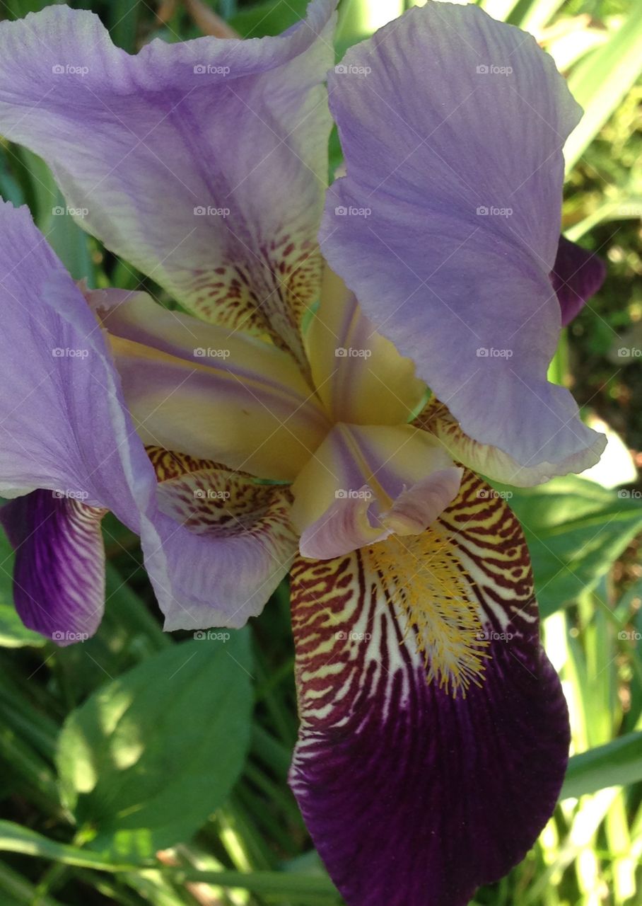 Intricate Iris. Delicate, beautiful iris
