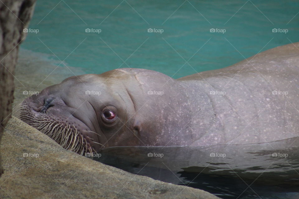 walrus