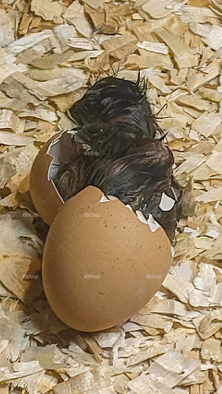 A chick that hatches from an egg