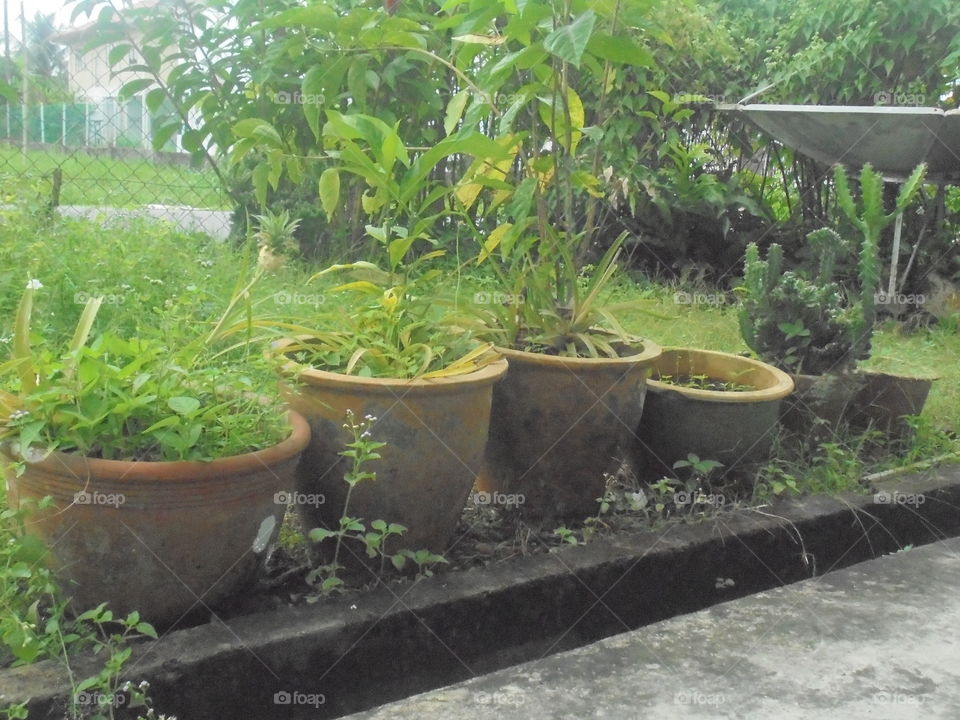 House plants  in pots