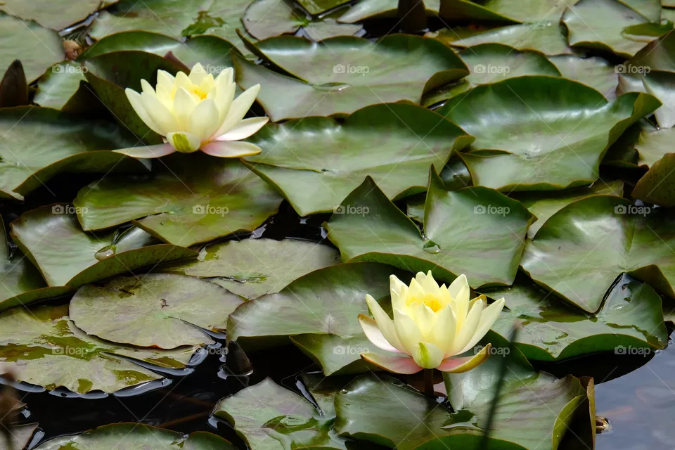 Alluring lotus pond