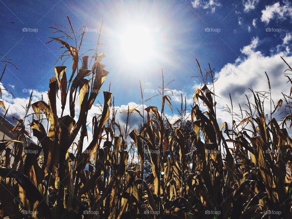 A huge field of cornstalks with a golden glow under a beautiful, bright blue sky. 