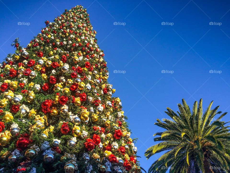 Christmas and palm tree.  