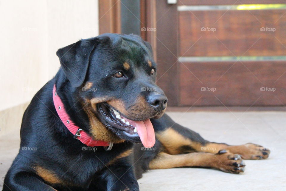 Rottweiler dog