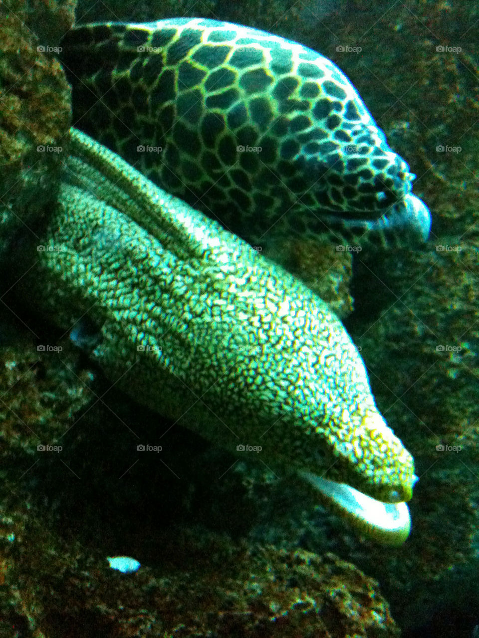ocean eel marine by logailschmitt