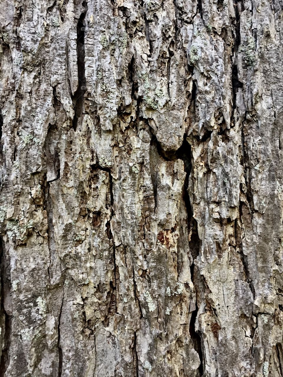 Tree finger prints 