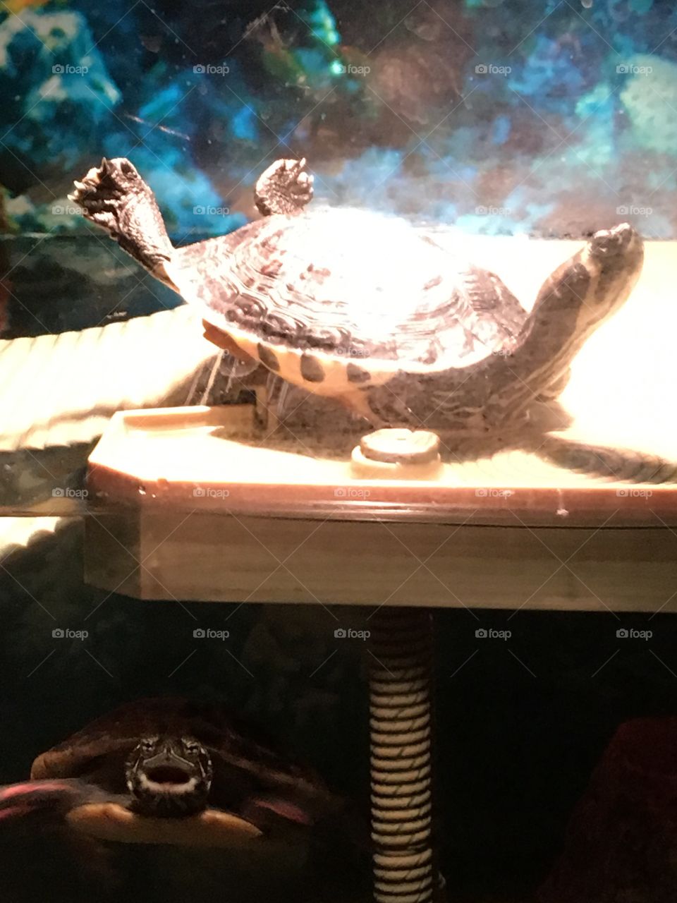 Turtle Basking 