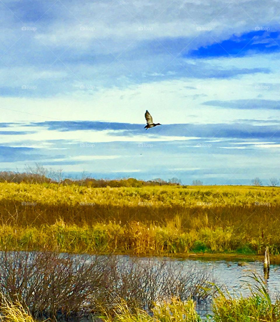 Autumn duck on the prairie 
