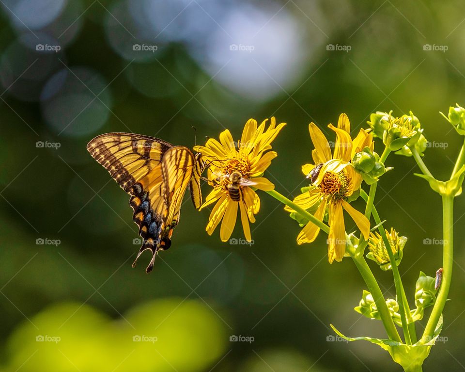 Tiger swallowtail and bees on flowers