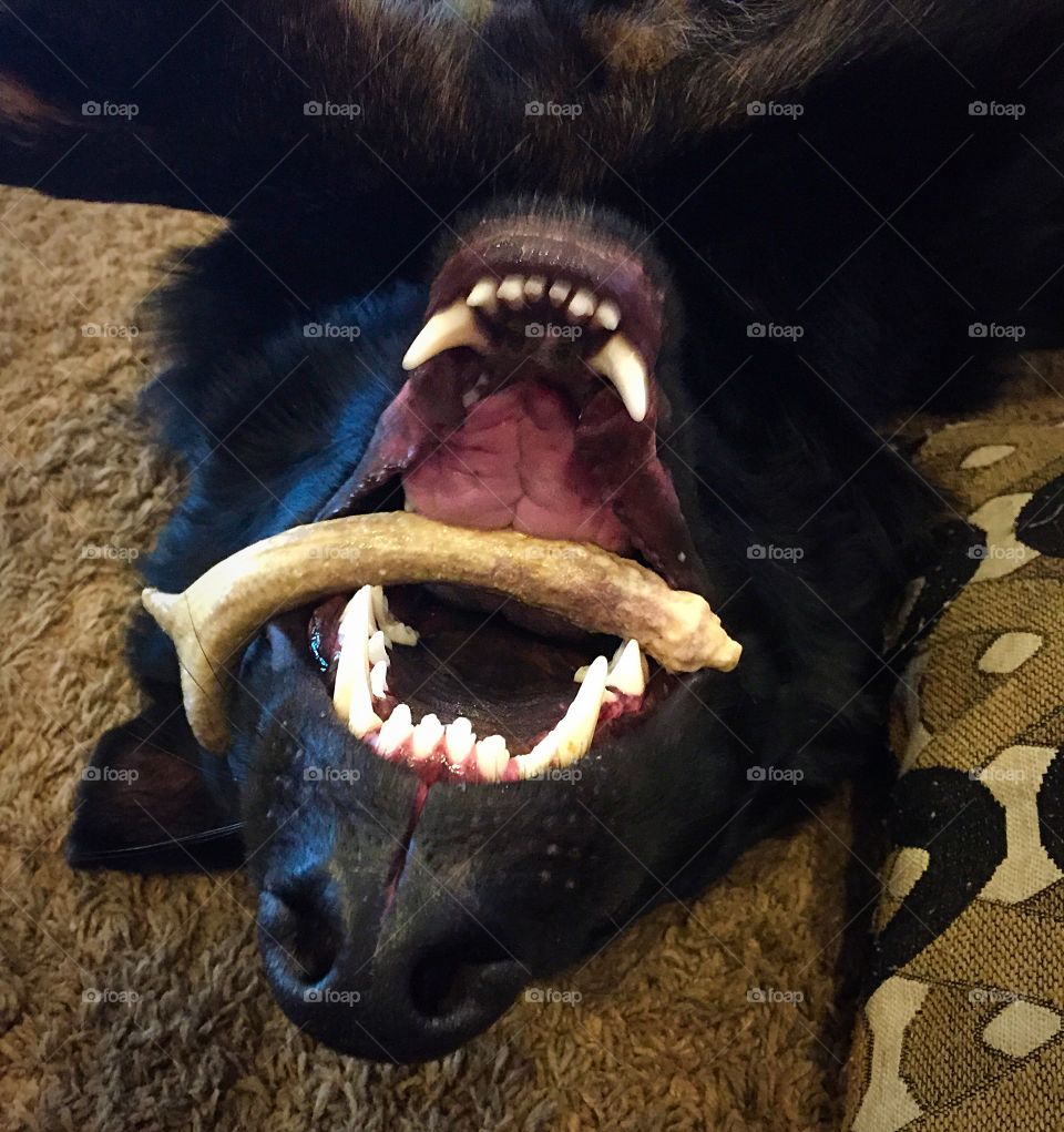 I love my bone!. An upside down German shepherd chewing on a bone. 